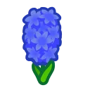 blue hyacinths