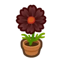 black-cosmos plant