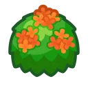 orange-tea-olive bush