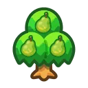 pear tree