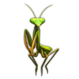 Mantis