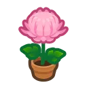 pink-mum plant