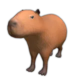 Capybara