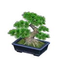 pine bonsai tree