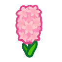 pink hyacinths