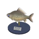 crucian carp model