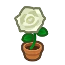 white-rose plant