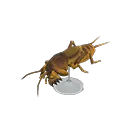 mole cricket model