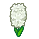 white hyacinths