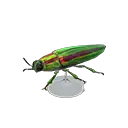 jewel beetle model