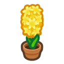 yellow-hyacinth plant