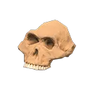 australopith