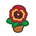 orange-pansy plant