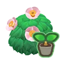 pink-camellia start