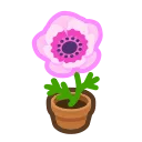 pink-windflower plant