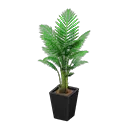 fan palm