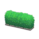 hedge