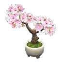 cherry-blossom bonsai