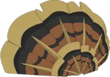 Turkey Tail Feathers