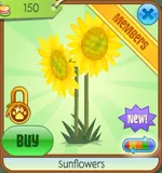 Sunflowers