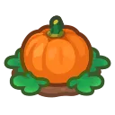 orange-pumpkin plant