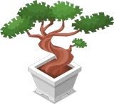 Bonsai Tree