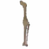 Blessed Corpse (Leg)