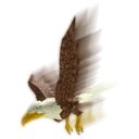 Bird of Prey