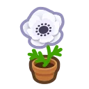 white-windflower plant