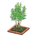 evergreen ash