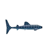 Whale Shark