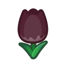 black tulips