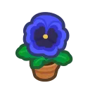 blue-pansy plant