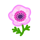 pink windflowers