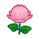 pink mums