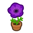 purple-windflower plant