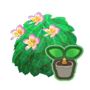 pink-plumeria start
