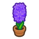 purple-hyacinth plant