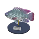 tilapia model