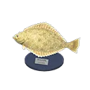 olive flounder model