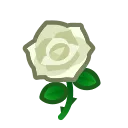 white roses