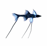 Tripod Fish
