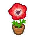 red-windflower plant