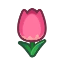 pink tulips
