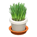 cat grass