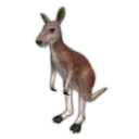 Kangaroo