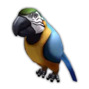 Parrot