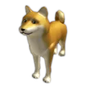Doge