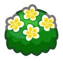 white-plumeria bush
