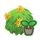 yellow-tea-olive start